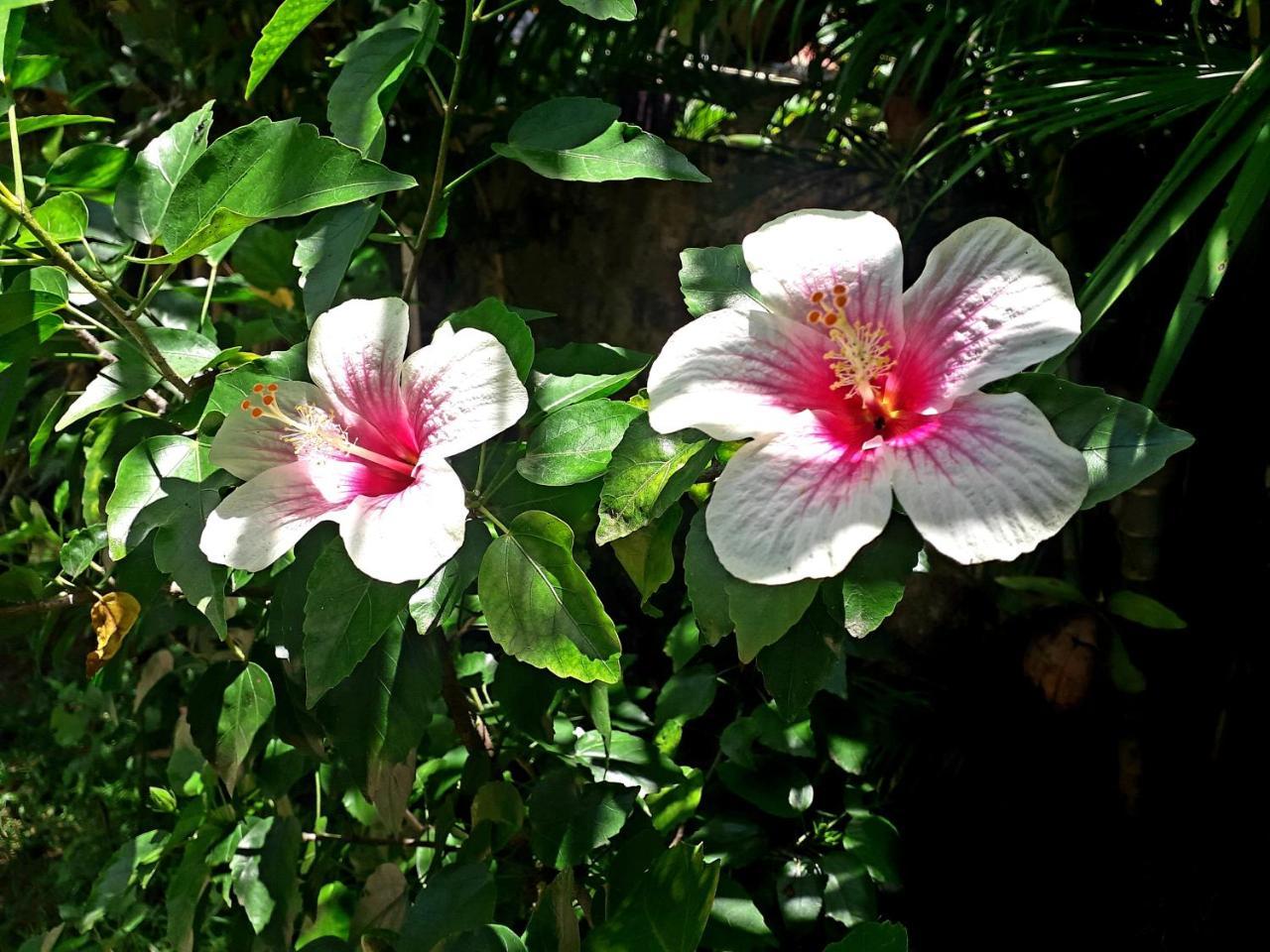 Vivaresidence Homestay Alappuzha ภายนอก รูปภาพ